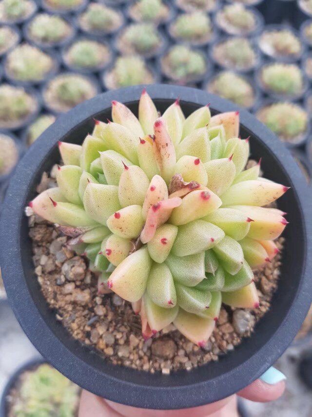 多肉黄金石英群多头群生老庄多肉植物贵货冬云系金色石英一物一拍