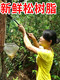 광시 딥 마운틴 마차 소나무 오일 500G 새로 수집 된 천연 소나무 오일 0 add rosin pine nut 기름 원료 추가 광시 딥 마운틴 마차 소나무 오일 500G 새로 수집 된 천연 소나무 오일 0 add rosin pine nut 기름 원료 추가
