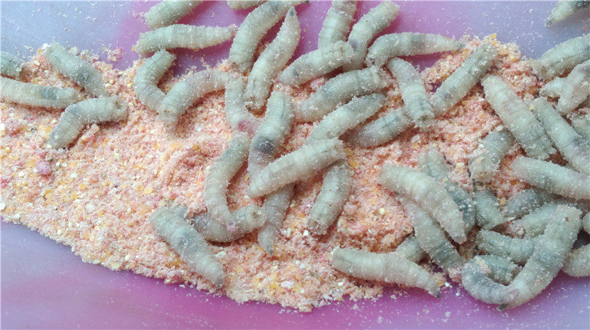批发钓鱼蛆虫活体鱼饵肉蛆蛆牙子钓饵鲜活蛆虫瓶装活力足包存活