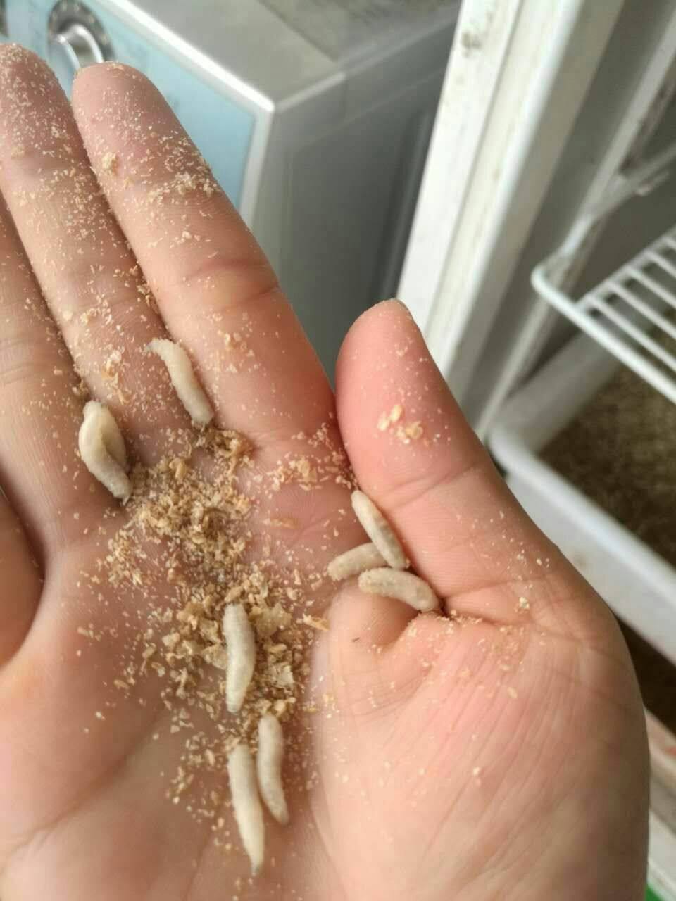 批发钓鱼蛆虫活体鱼饵活蛆肉蛆蛆牙子鲜活蛆虫盒装包活渔具店货源