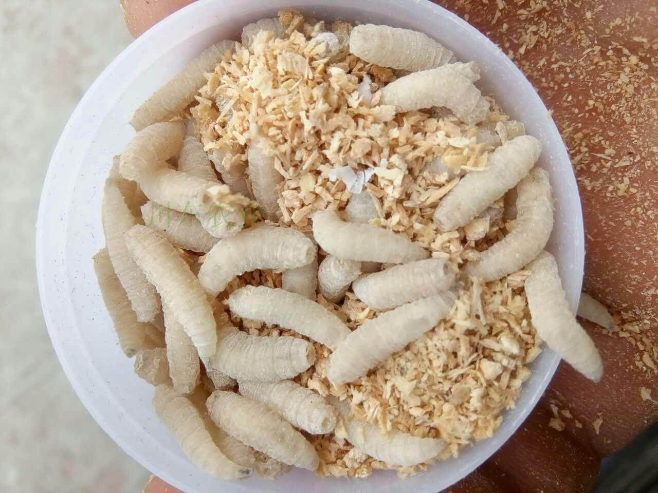 钓鱼活蛆肉蛆大蛆红色蛆虫活体白蛆钓公鱼活虫蛆牙子瓶装昆虫鱼饵