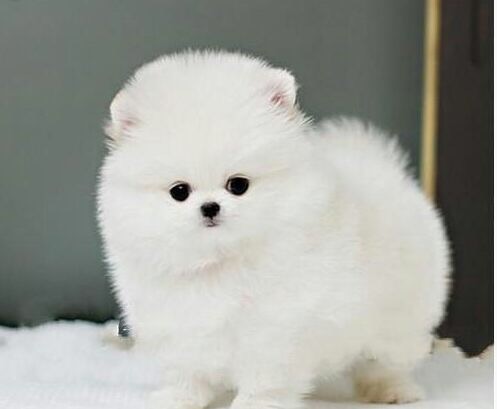 俊介犬活体幼犬纯种狗狗家养宠物狗白色博美俊介球体哈多利纯白色_7折