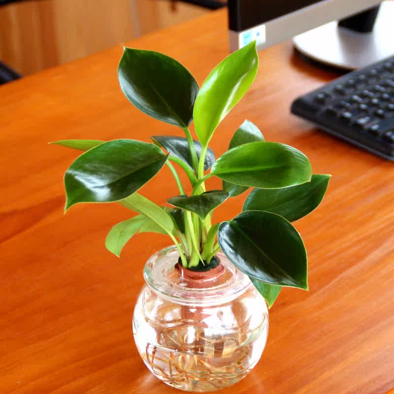 绿植 吸甲醛 水养绿公主室内水培花四季办公. 来自暴走的萝莉h - 微博