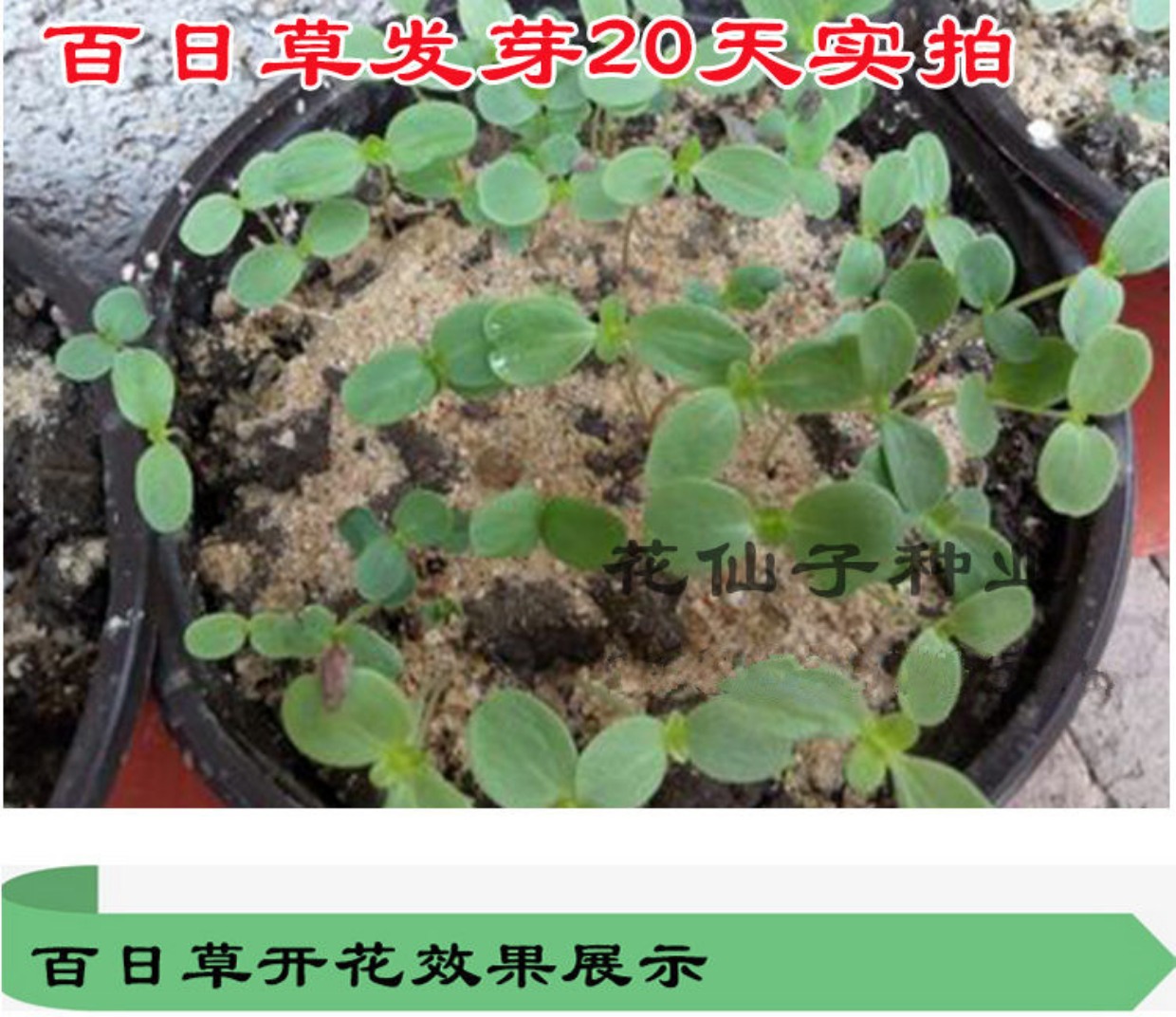 百日草种子四季易种室外庭院花海绿化春播花种子开花不断耐旱花籽_7折