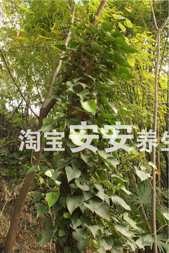 野生中药材三角枫500克5斤包邮草药三角枫李正磊见血清艾草三角枫