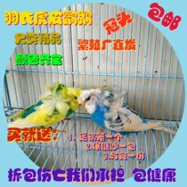 Bird Live tiger skin Big-headed Collard parrot National blood Ornamental bird Play Bird Pet bird Breeding bird