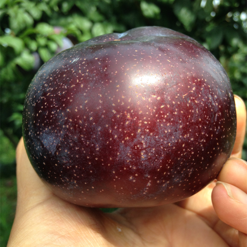 农户直销陕西黑布林布朗李子李现摘新鲜水果包邮5斤非三华脱骨李