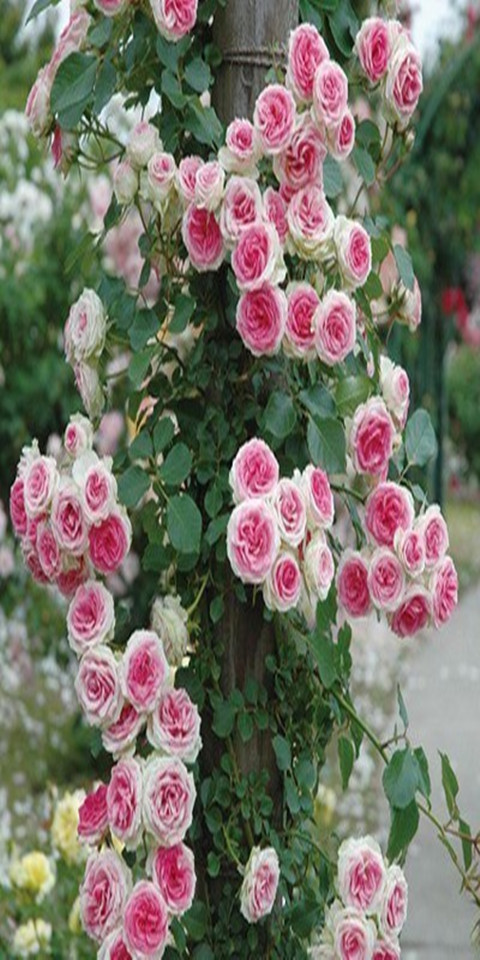展示与对比:欧月苗 月季花 四季藤本小伊甸园 藤小伊