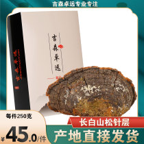 Changbai Mountain pure wild pine needle Ganoderma lucidum Pine needle layer pore bacteria Nyingchi 2 pieces