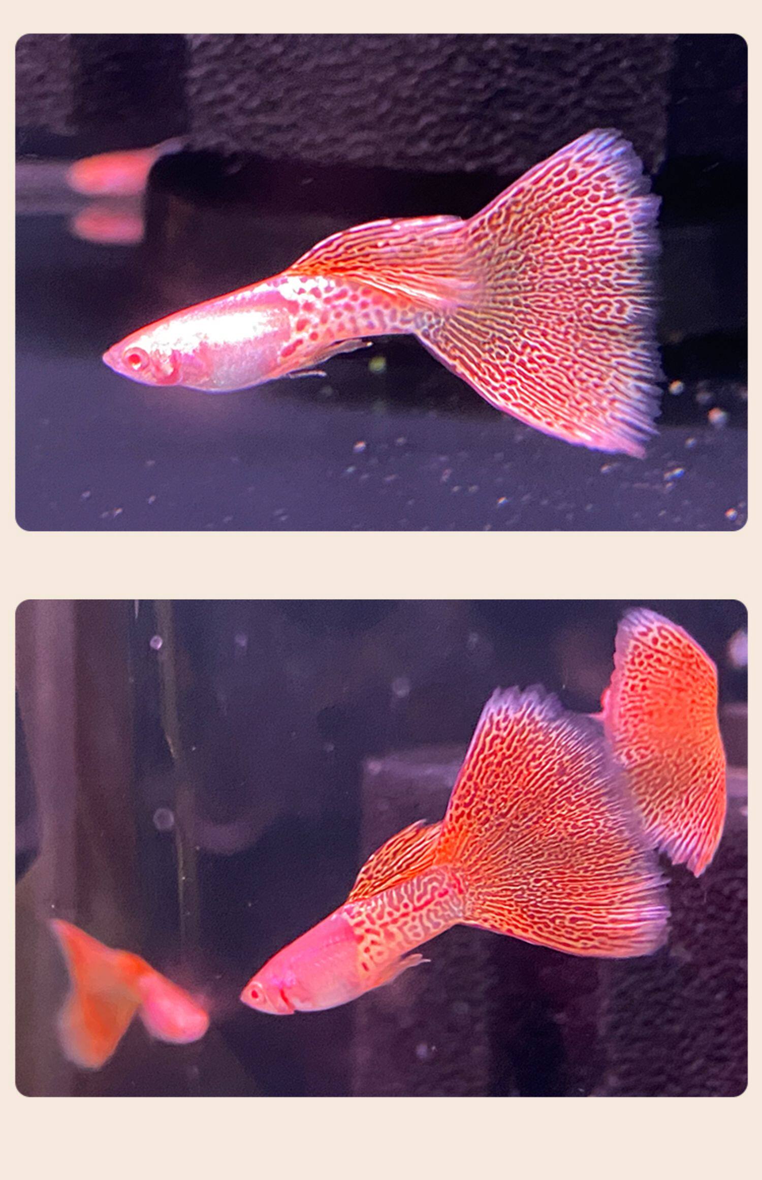 红粉蕾丝孔雀鱼小型热带淡水观赏鱼