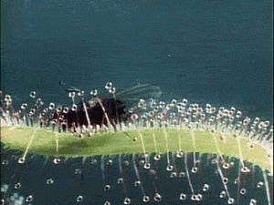 300_225gif 动态图 动图