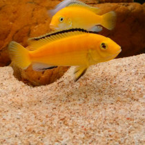 Rat fish sand tropical rain forest sand water grass river sand fish tank decoration landscape bottom sand makeup sand turtle hibernation sand