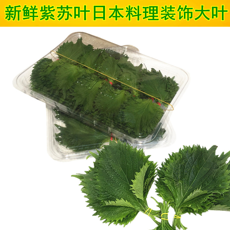 Fresh green purple leaf 100 pieces of Japanese large leaf sushi cuisine to stir the decoration of raw fish