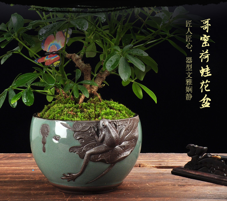 七叶莲鸭脚木盆栽属虎幸运植物旺财室内四季常青鸭掌木招财鹅掌柴_4折图片