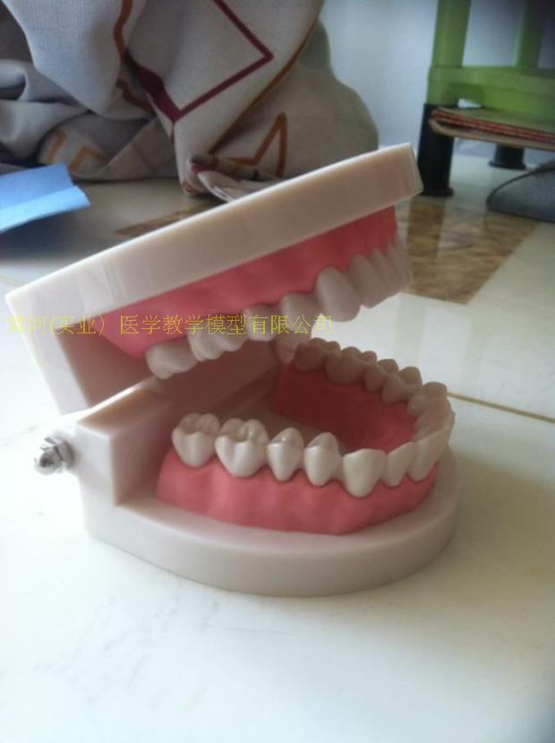 口腔保健护理牙齿模型 幼儿园教具 儿童刷牙玩具牙齿牙科演示构造