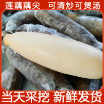 Honghu fresh lotus root root tip 3kg sweet lotus root first cut now found with mud delivery edible lotus root