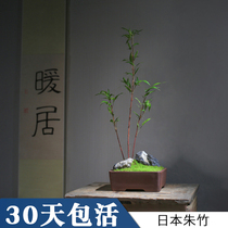 Red bamboo Japan Zhu bamboo flower leaf Red cold Bamboo treasure small potted desktop study mini courtyard evergreen bonsai