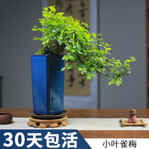 Small leaf Red Bud Finch plum old pile cliff shape living room office desktop bonsai balcony indoor green plant boutique potted