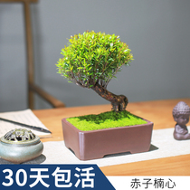 Small Leafy Red Nanbonsai Boutique Mushroom Head Styling Tigen Old Pile Potted Indoor Views Leafs Plant All Season Well