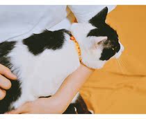 Japan Petio cat cute Japanese style decorative collar Neck ring Neck ring Bell safety buckle Cat supplies