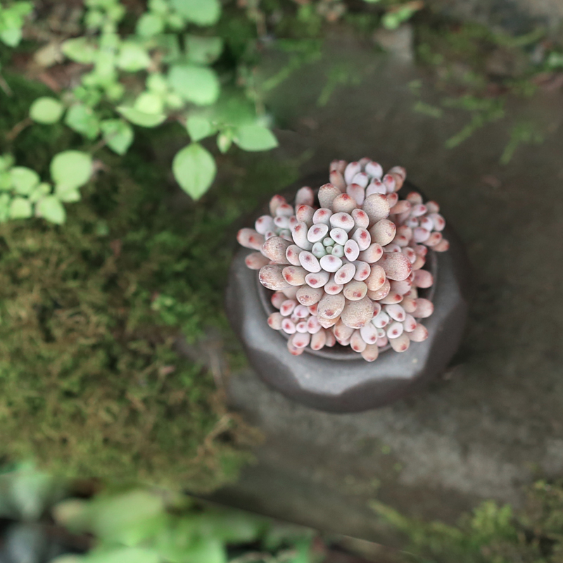 壹分皿 多肉植物蓝豆单头 多肉盆栽花卉肉肉植物办公室内绿植花卉产品展示图1