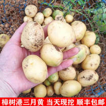 Zhangshu Hong Kong March Yellow farmhouse Self-planting fresh small potatoes potato potato peppers activity