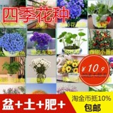 四季花种盆栽易活花卉种子满天星碗莲铜钱草