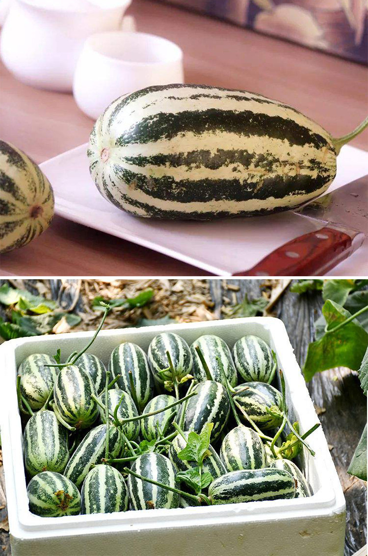 博洋9九号甜瓜种子正品大香瓜