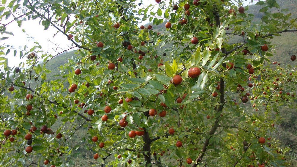 "安五脏,轻身延年"的野生东北山枣 .