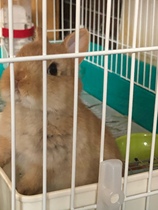 (Section) supplementary post fee