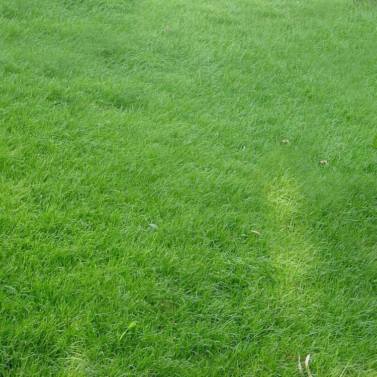 真草坪 四季青不修剪草坪庭院别墅绿化 带土 真草皮 绿化草籽植物