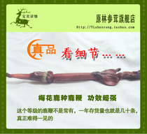 Deer whip pruning Northeast Changbai Mountain Jilin Sika Deer