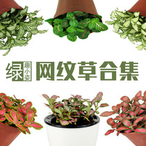 Mesh grass desktop mini small potted green plant Yin-resistant and wet office desk Indoor true color leaf viewing leaf cute plant