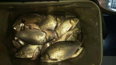 目前看来威联盟鱼竿质量怎么样,好不好用?是不是杂牌的鱼竿?