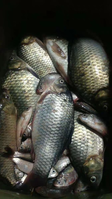 目前看来威联盟鱼竿质量怎么样,好不好用?是不是杂牌的鱼竿?