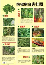 Color wall chart for diagnosis and control of vegetable diseases and insect pests (6 in total)