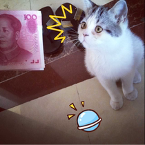 (To have a free shadow) shoot (supplementary postage credit card handling fee)