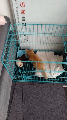 绿元菌猫粮在行业中排第几绿元菌猫粮好在哪,效果好不好,