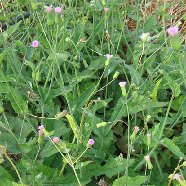 中药材野生新鲜一点红/羊蹄草/假芥兰/散血丹/叶下红湿500g顺丰疹