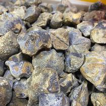 Natural paleontological fossil Shiyan Wan Gong family bow Shiyan collection large amount of sale science teaching 5 yuan a