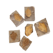 Natural paleontological fossils off trilobite fossils Zhangs worm eye worm popular science teaching collection gift ornaments