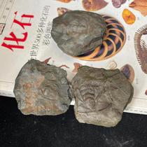 Natural fossil Ledley worm trilobite fossil paleontology fossil childrens science collection gift