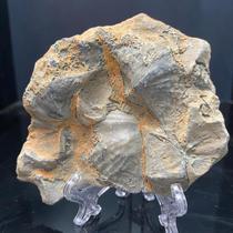 Natural stone swallow stone teaching popular science ornaments childrens teaching specimens paleontological fossils