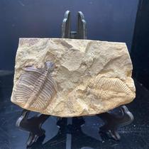 Natural trilobite fossils ornaments Crown insects popular science collection childrens gifts teaching specimens fossils