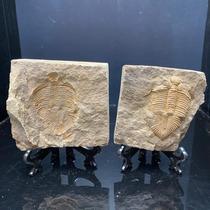 Natural trilobite fossils split ornaments collection fossils teaching specimen science students gift