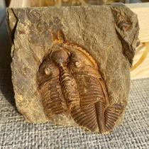 Natural boutique trilobite complete crown worm childrens science collection teaching gift ornaments collection