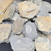 Natural shield shell worm Quat nut worm Zhangs worm trilobite fossil science teaching collection childrens gifts