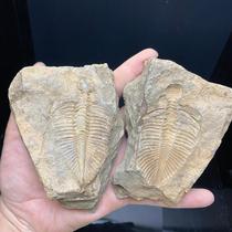 Natural trilobite fossils split ornaments collection fossils teaching specimen science students gift