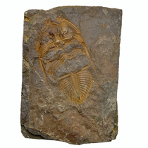 Natural trilobite fossil fossil gift childrens popular science collection ornaments paleontological fossil blemishes