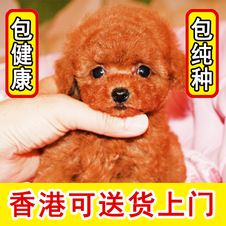 香港泰迪贵宾犬可视频挑选送货上门当天就能接到狗货到付款纯种